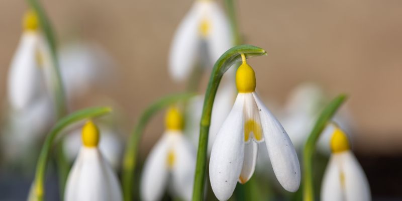 Galanthus plicatus