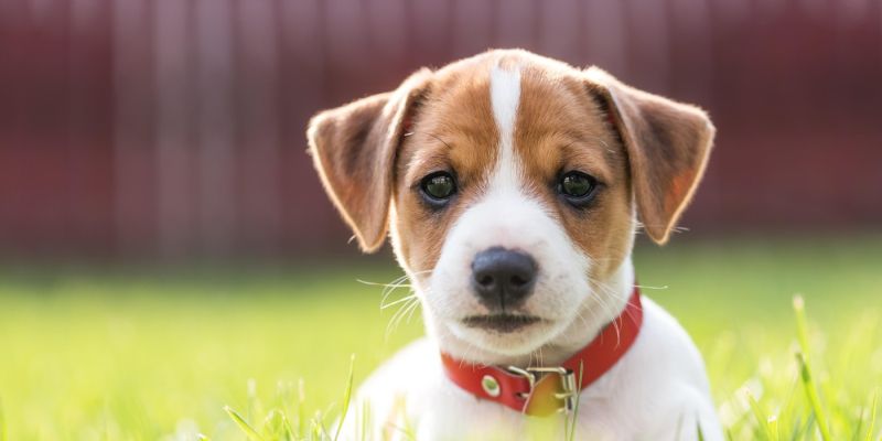 Jack Russel, pasma, pes