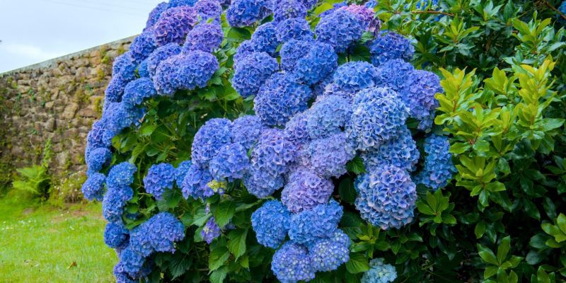 modre hortenzije