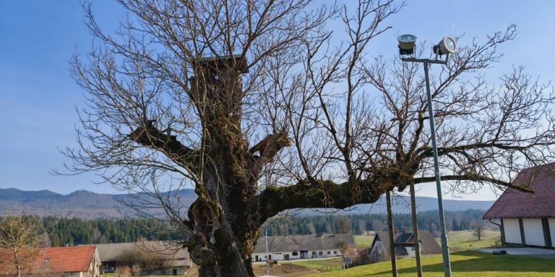 najdebelejsi-slovenski-oreh