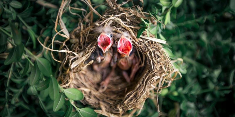 ptičji mladiči v gnezdu
