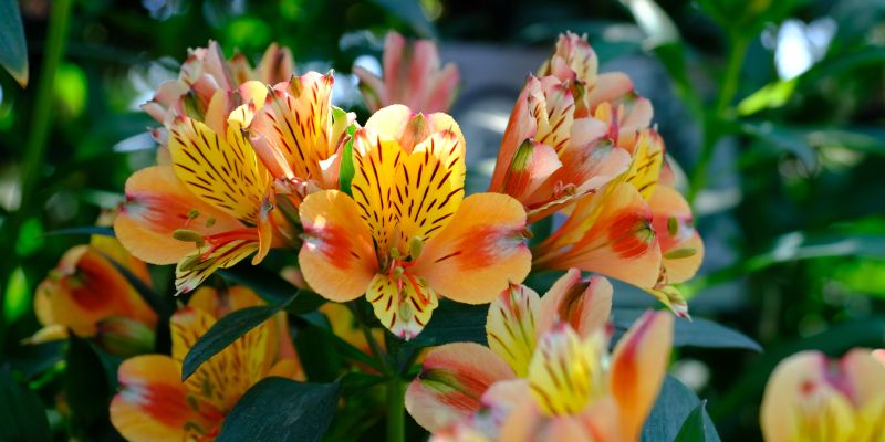 balkonsko-cvetje, ureditev-vrta