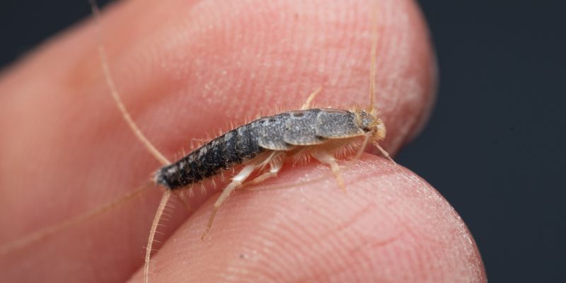 klincki, srebrne-ribice