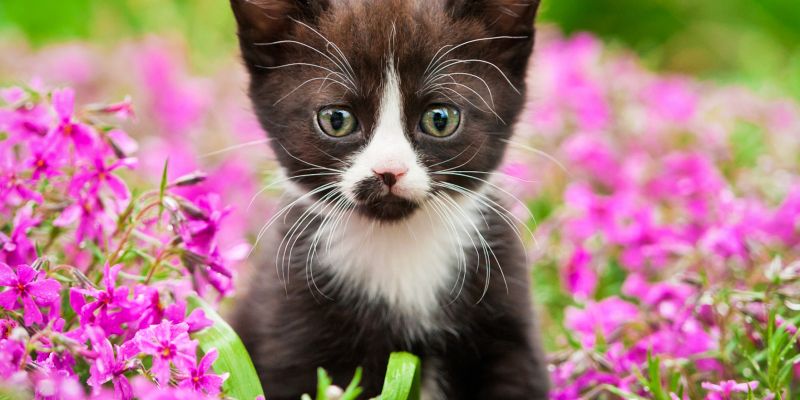 domaci-ljubljencki, sobne-rastline