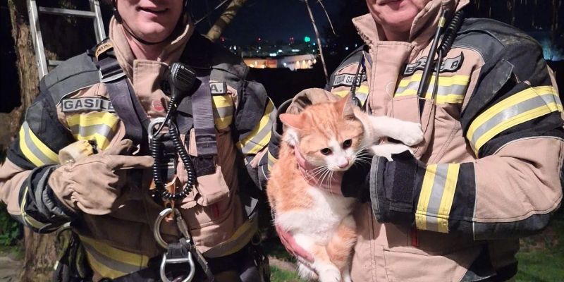 macek-na-drevesu, pge-krsko