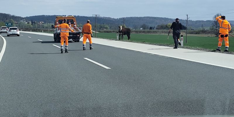 ovira na cesti, žival na cesti, pomurska avtocesta