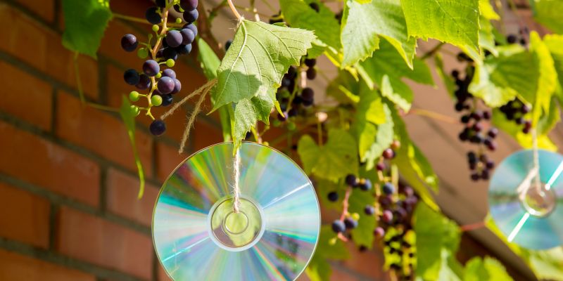 vrt, ptice-na-vrtu, zgoscenka