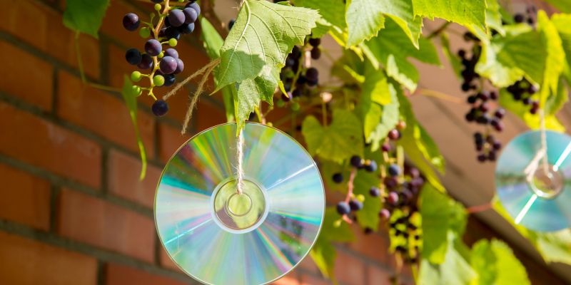 vrt, ptice-na-vrtu, zgoscenka