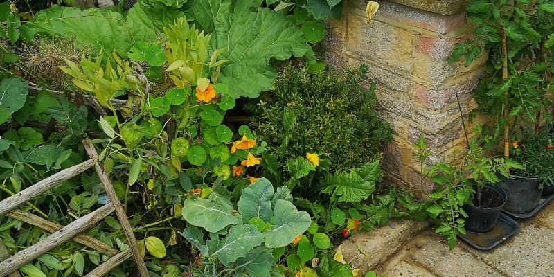 zasaditev na majhni površini