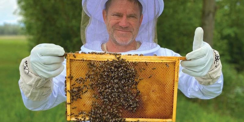 čebele, skrivno življenje, narava