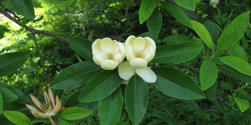 Magnolia virginiana