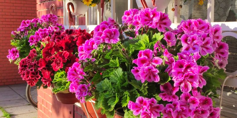 pelargonije, balkonsko-cvetje