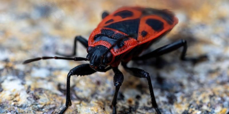 rdeci-skratec, kapusova-stenica