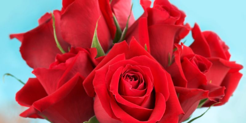 vrtnice, rezano-cvetje