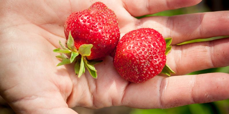 zelenjava, sveza-zelenjava