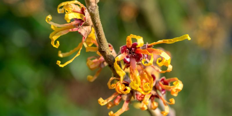 zelena lekarna Hamamelis virginiana.jpg
