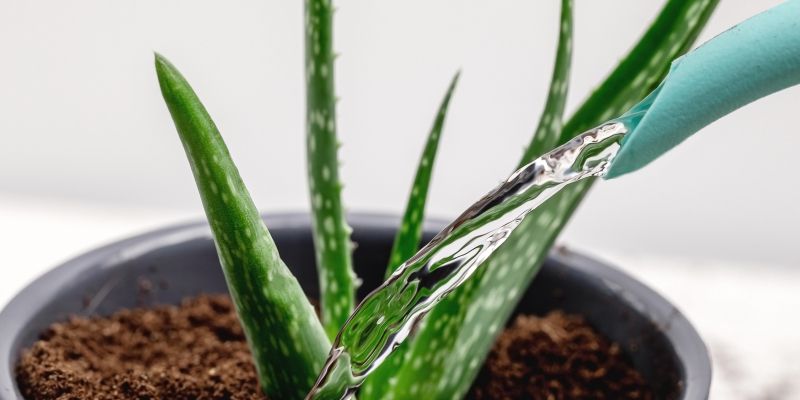 aloe-vera