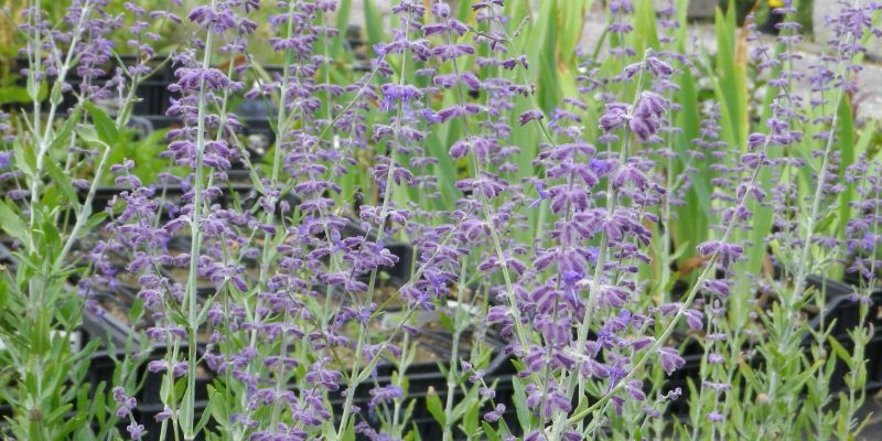 ruski žajbelj