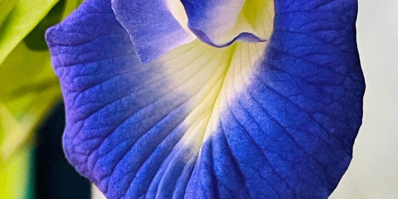 Clitoria ternatea