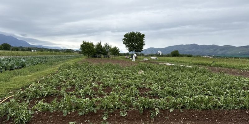 vrtojba, škoda, toča, pridelek