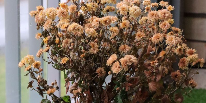 ovenela rastlina