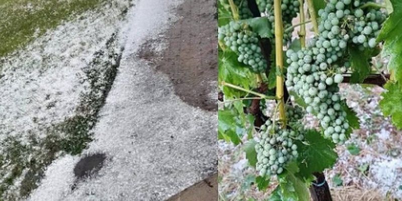toča grozdje