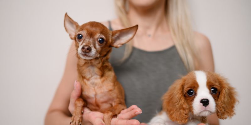 Cavalier King Charles španjel, čivava