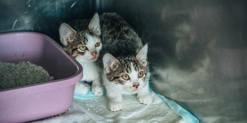 veterinaria-murska-sobota, veterinar, veterina, simbolična, živali, psi, pes, mačka, mačke, mački