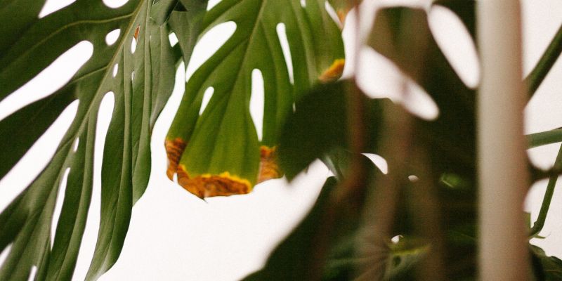 monstera rjav madež