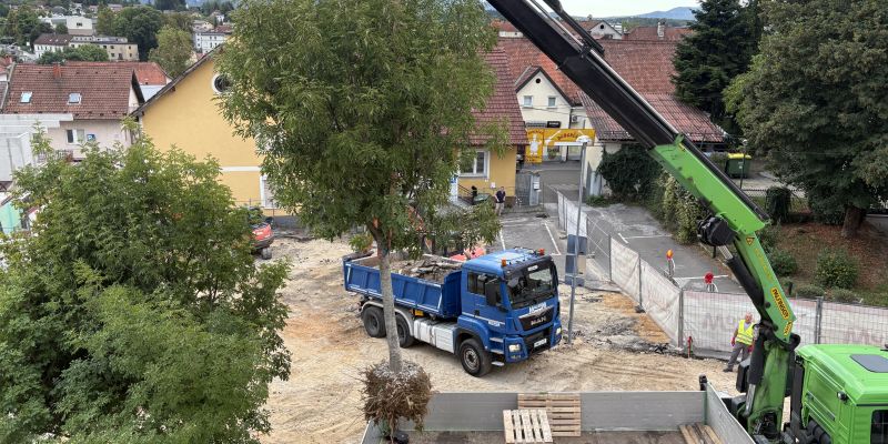 novomeska-trznica, dreves