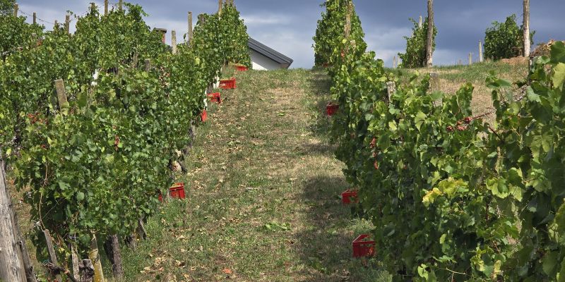 simbolična, bratva, bratev, grozdje, vinograd