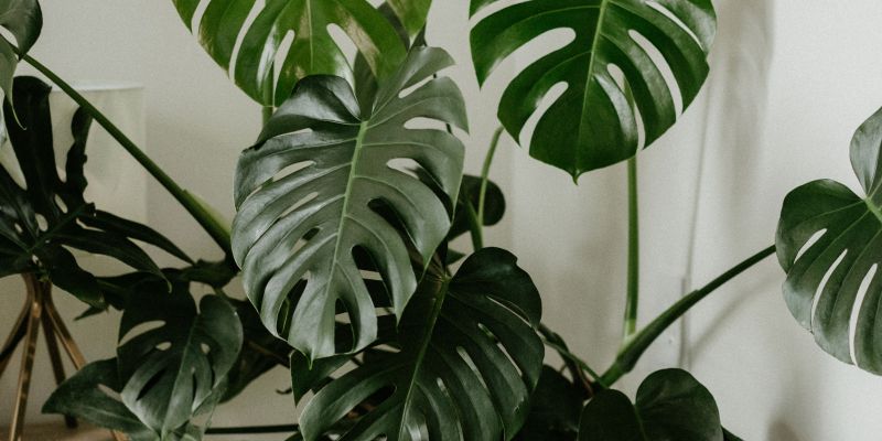 monstera