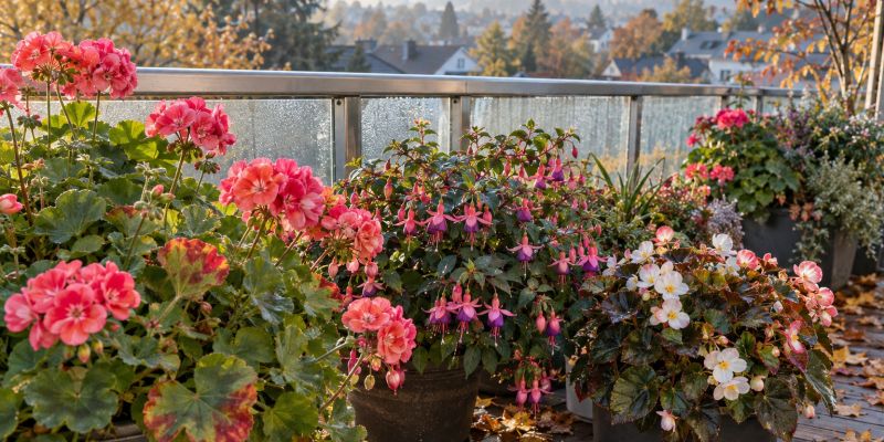 balkonsko-cvetje, balkon, nega-rastlin, pelargonije