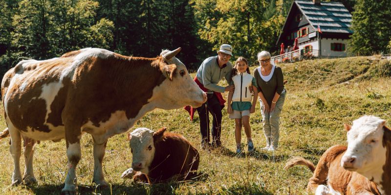 hit-alpinea, kranjska-gora