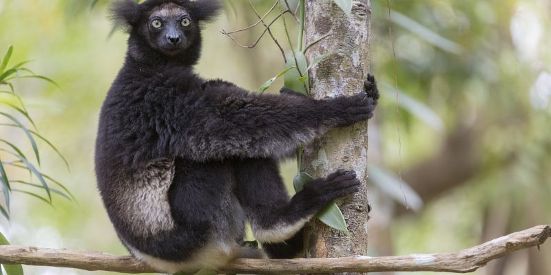 lamur, indri, madagaskar