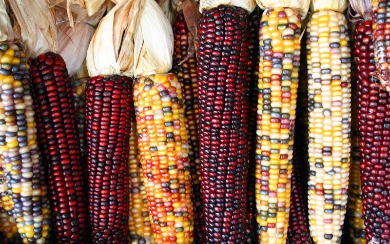 corncobs.jpg