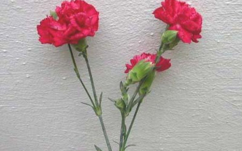 carnation1.jpg