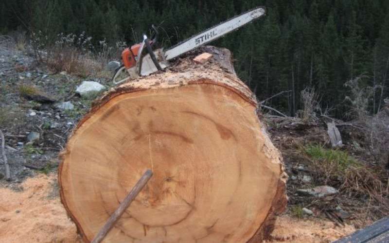 stihl.jpg