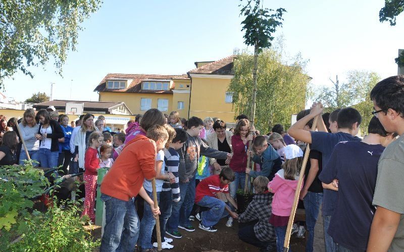 zasaditev_javorja21__9_10_014.jpg