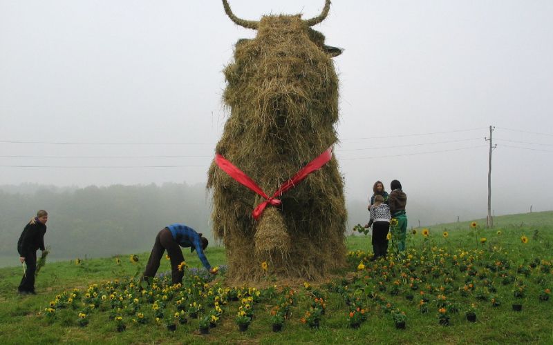 rjave_krave0001_1.jpg