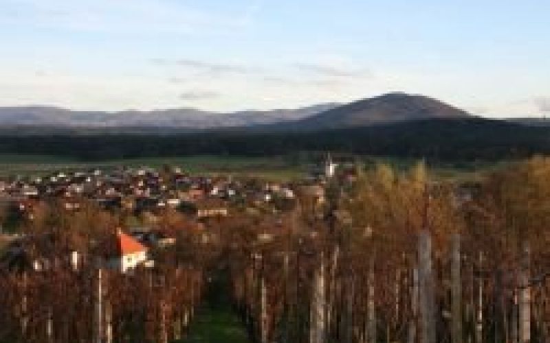 vinogradniki_11.jpg