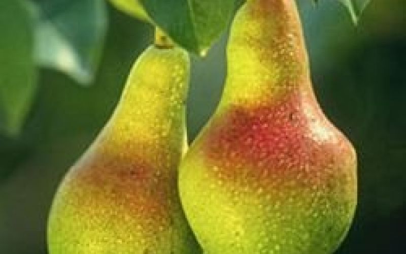 240px_pears.jpg