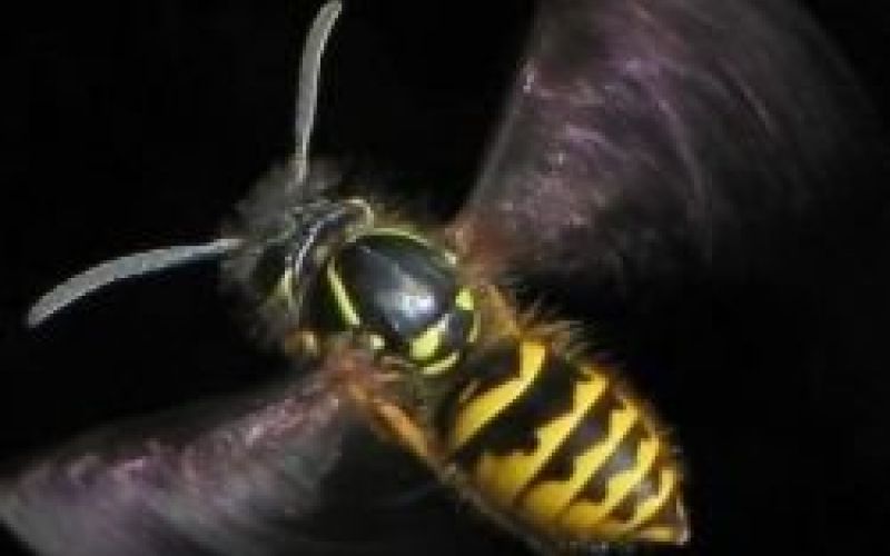 osa675px_flying_vespula_vulgaris.jpg