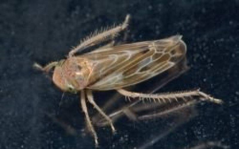 skrzatek_796px_colobotettix_morbillosus01.jpg