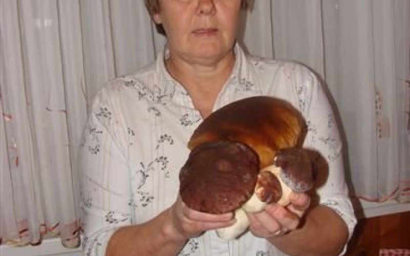 gobe11.jpg
