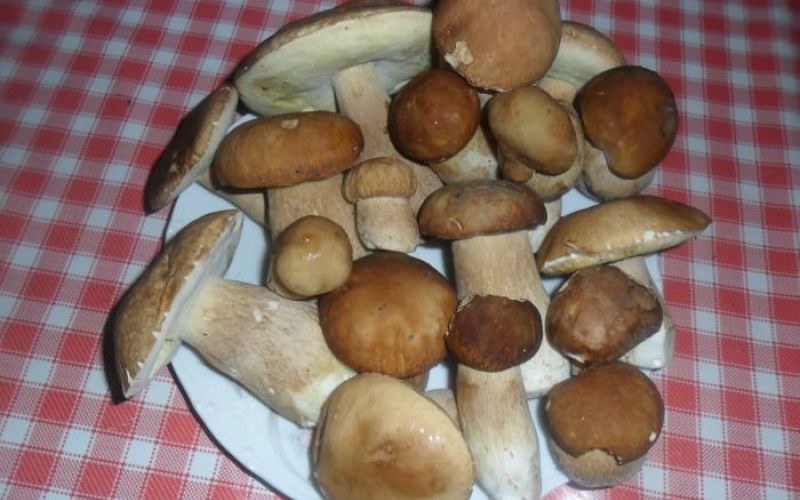 jurcki_11.jpg