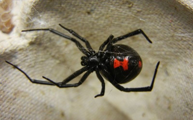 uvodna