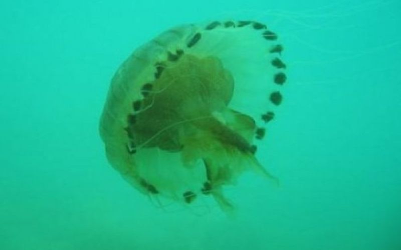 uvodna