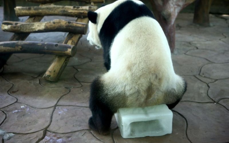 potd-panda_2998027k.jpg