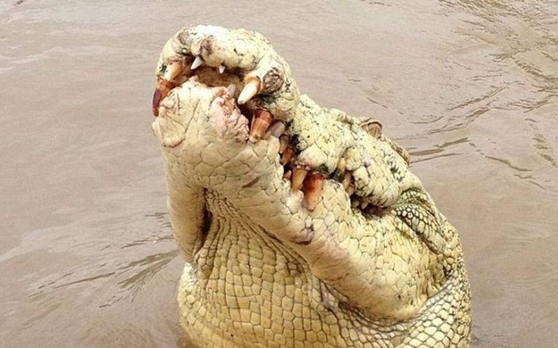 Albino krokodil.jpg